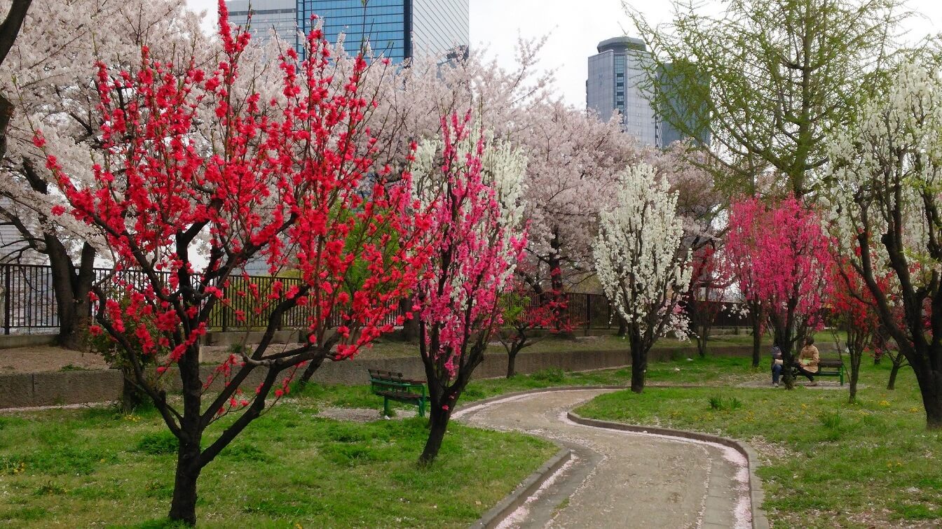 桃園 特別史跡 大阪城公園 桃園 特別史跡 大阪城公園