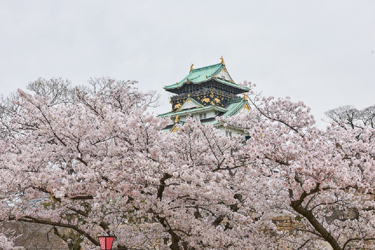大阪 城 桜