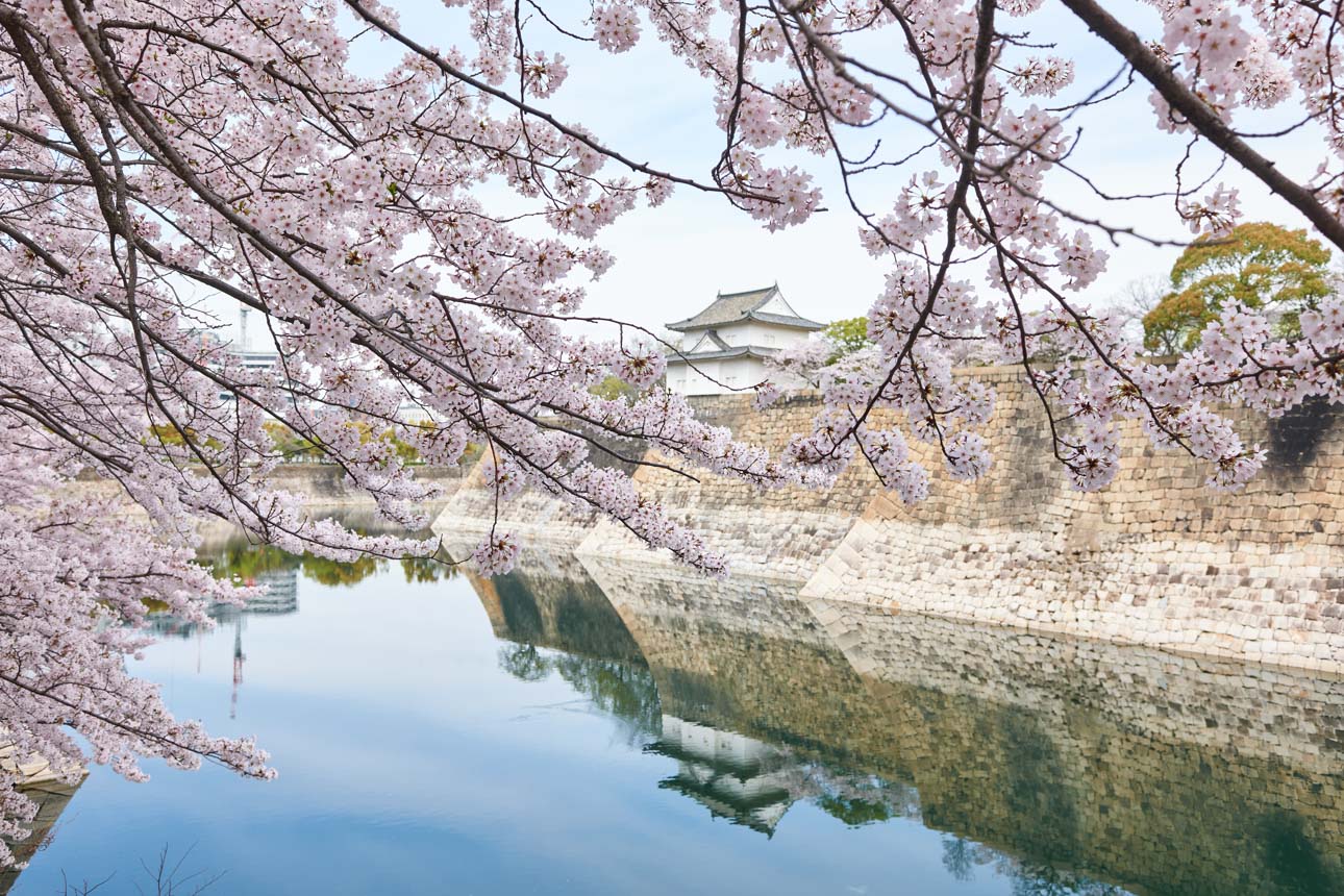 大阪 城 桜