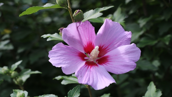 特別史跡 大阪城公園