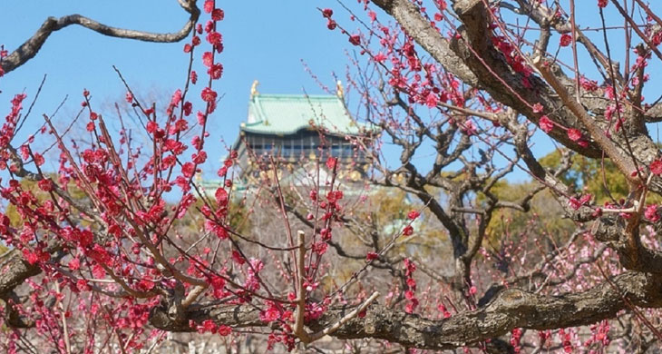 大阪城公園梅林