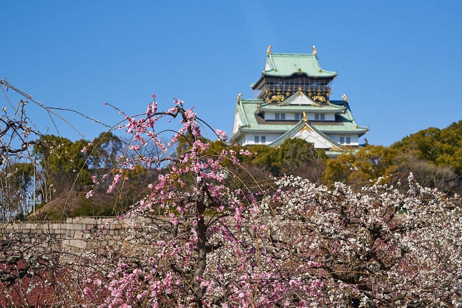 公園 梅 城 大阪