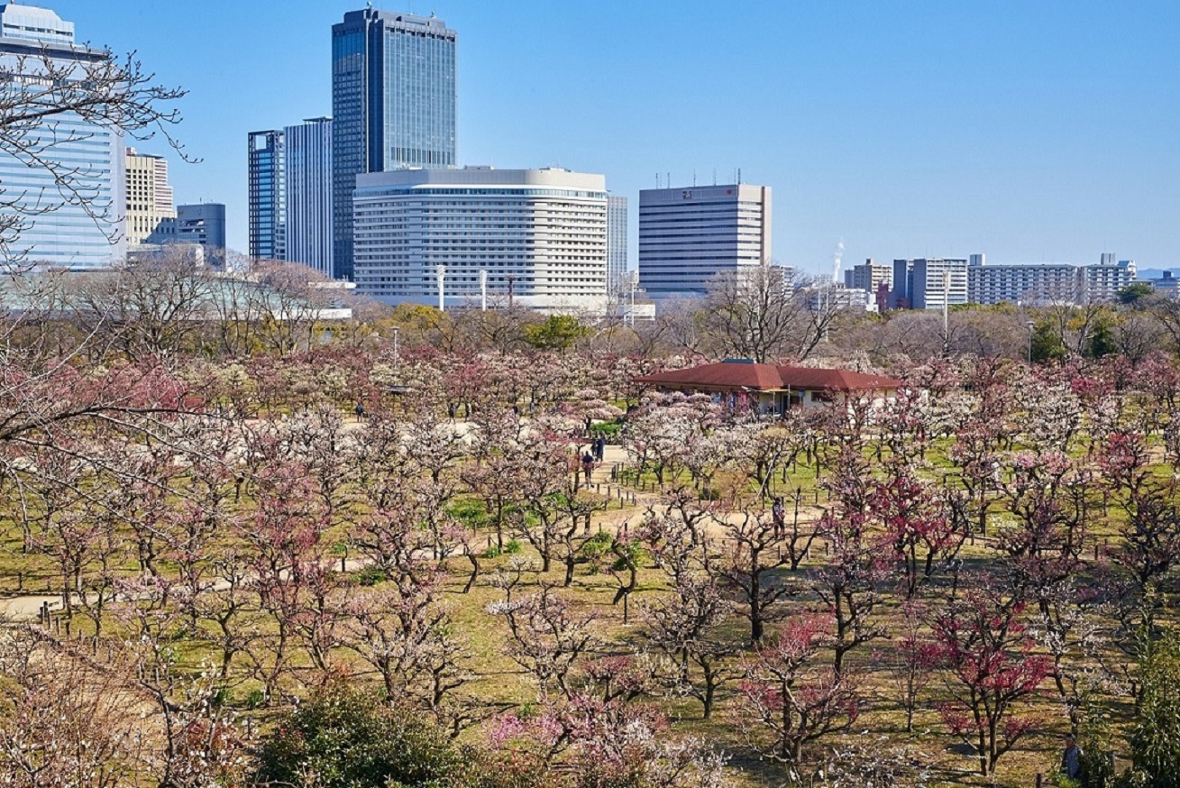公園 梅 城 大阪 大阪城公園「梅林」2021年の開花情報、見ごろとアクセス方法について