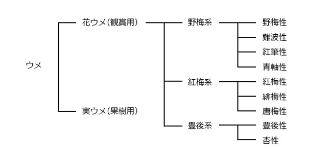 梅の分類図