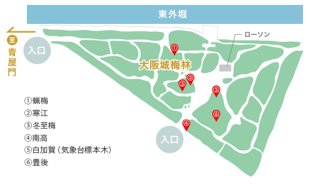 開花基準木 配置図