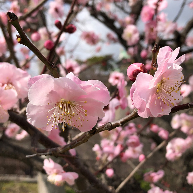 武蔵野