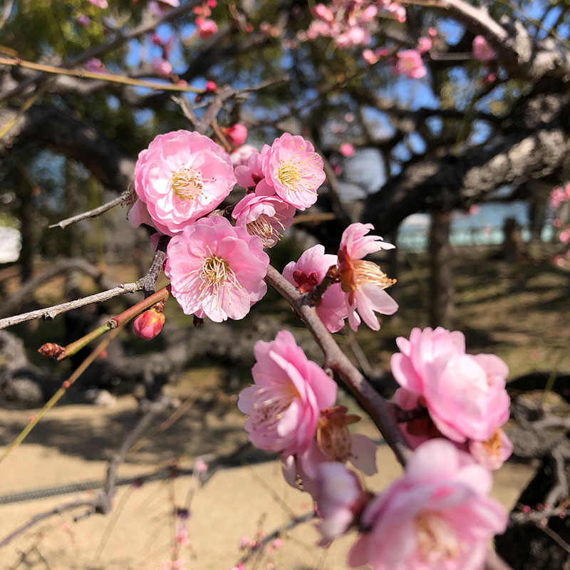 夫婦梅枝垂れ