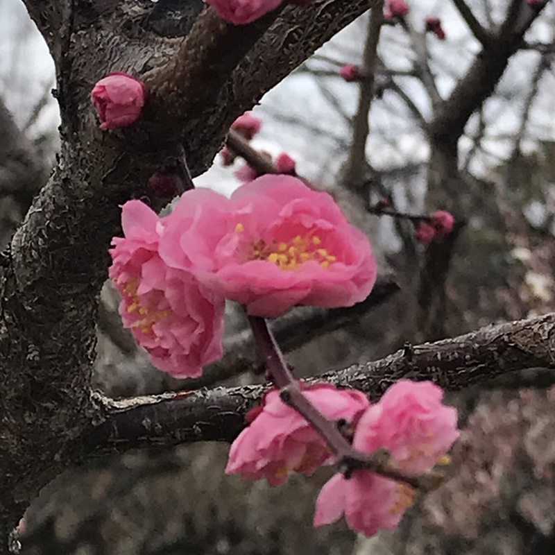 紅千鳥