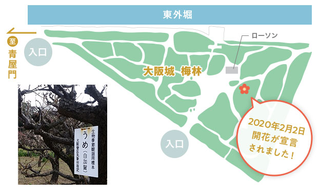大阪府の梅の標本木「白加賀」の場所