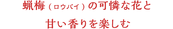 蝋梅(ロウバイ)の可憐な花と甘い香りを楽しむ