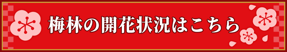 梅林の開花状況はこちら