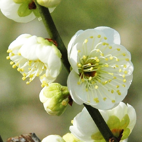 緑の梅の花 大阪城 梅林2024｜花と緑｜特別史跡 大阪城公園