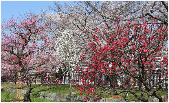 大阪城桃園 思い出の森