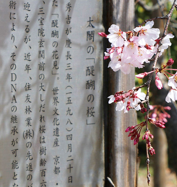 醍醐の花見