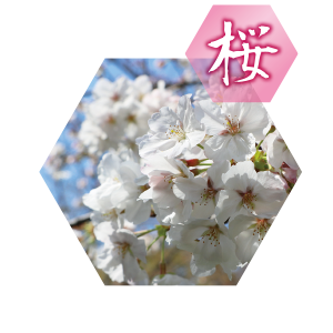 桜