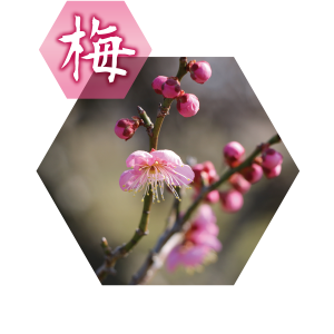 梅